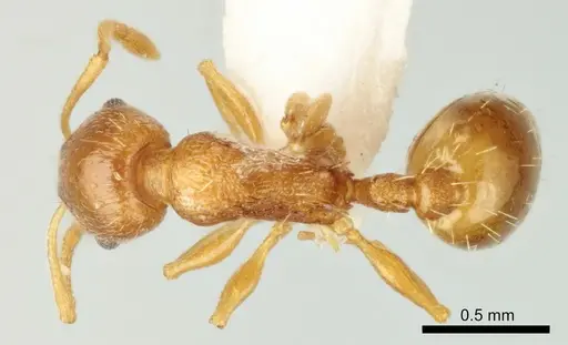 Temnothorax poldii specimen