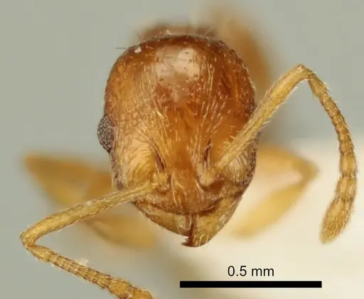 Temnothorax poldii specimen