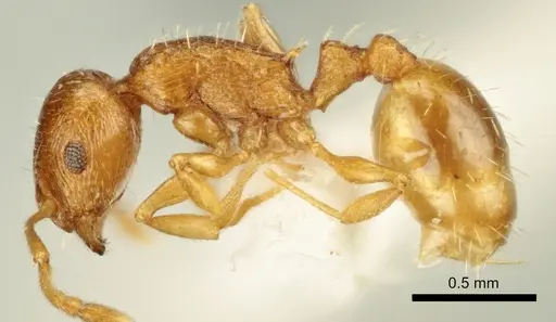 Temnothorax poldii specimen
