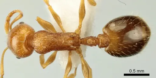 Temnothorax poldii - ANTWEB1041546