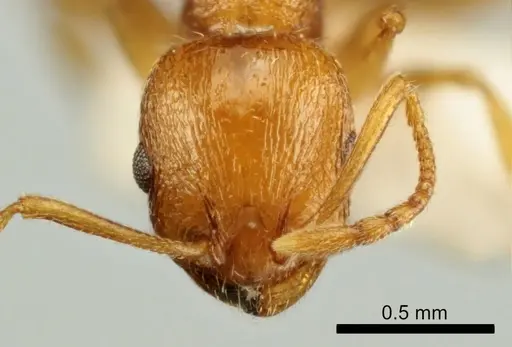 Temnothorax poldii - ANTWEB1041546