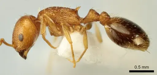 Temnothorax poldii - ANTWEB1041546