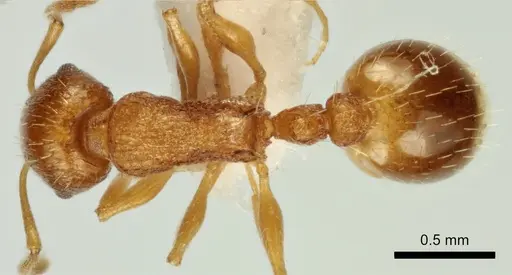 Temnothorax poldii - ANTWEB1041547