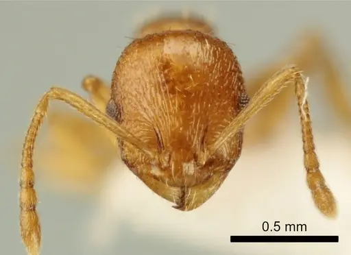 Temnothorax poldii - ANTWEB1041547