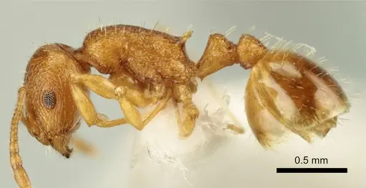 Temnothorax poldii - ANTWEB1041547