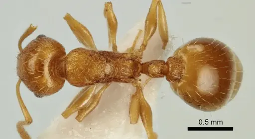 Temnothorax poldii - ANTWEB1041548