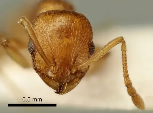 Temnothorax poldii - ANTWEB1041548