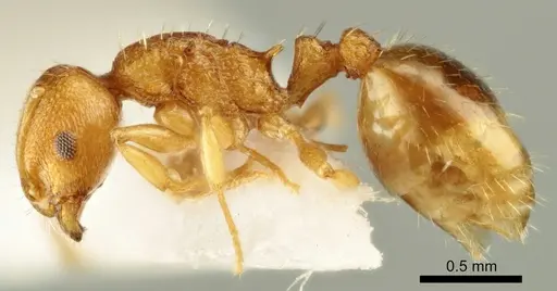 Temnothorax poldii - ANTWEB1041548