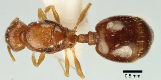 Temnothorax poldii - ANTWEB1041549