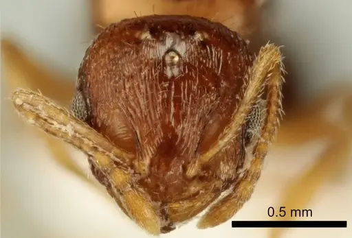 Temnothorax poldii - ANTWEB1041549