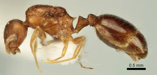 Temnothorax poldii - ANTWEB1041549