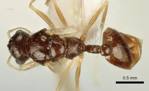 Temnothorax poldii - ANTWEB1041550