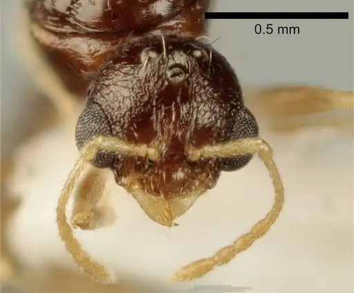 Temnothorax poldii - ANTWEB1041550