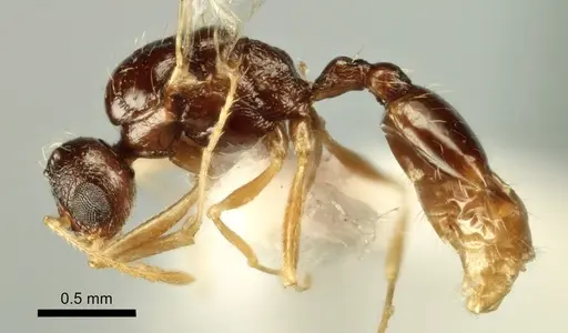 Temnothorax poldii - ANTWEB1041550