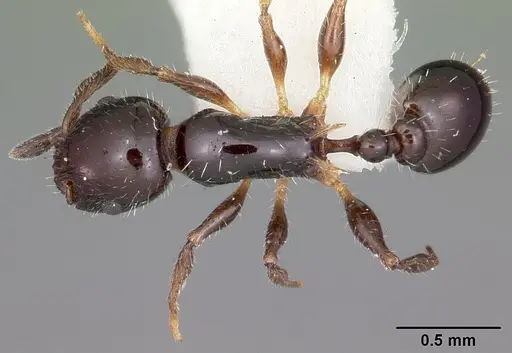Temnothorax politus specimen