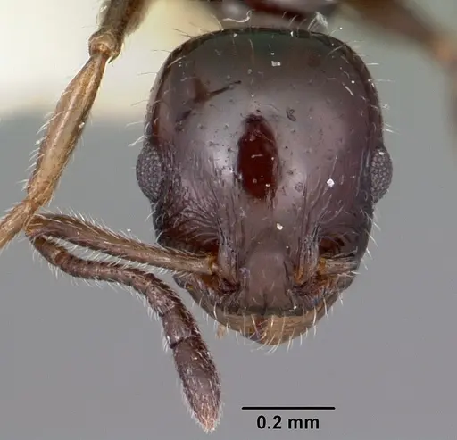 Temnothorax politus specimen