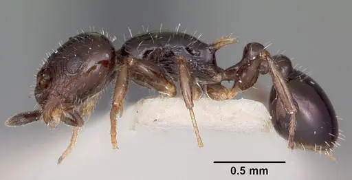 Temnothorax politus specimen