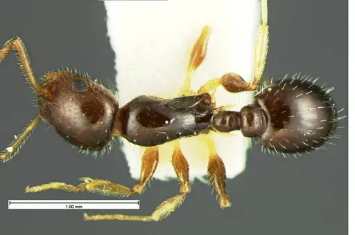 Temnothorax politus - CASENT0105625