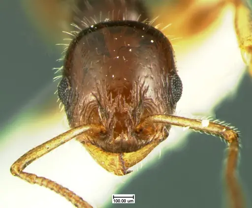 Temnothorax politus - CASENT0105625