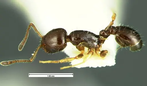 Temnothorax politus - CASENT0105625