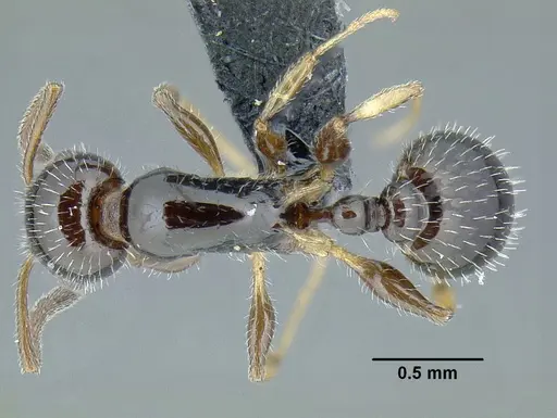 Temnothorax politus - CASENT0756845