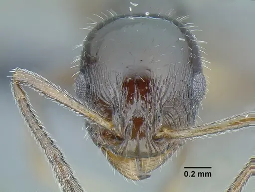 Temnothorax politus - CASENT0756845