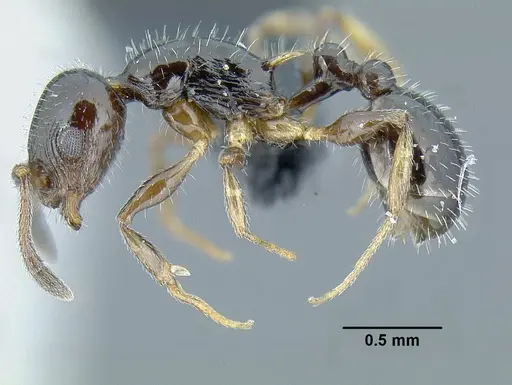 Temnothorax politus - CASENT0756845