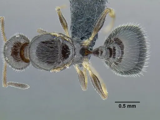 Temnothorax politus - CASENT0758021