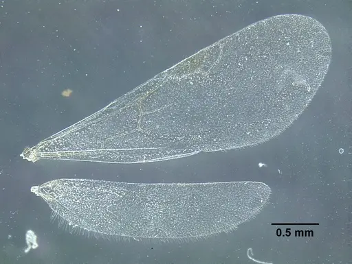 Temnothorax politus - CASENT0758021