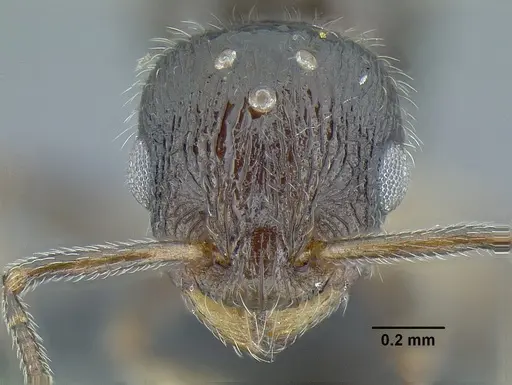 Temnothorax politus - CASENT0758021