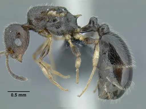 Temnothorax politus - CASENT0758021