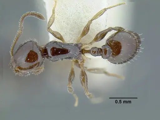 Temnothorax politus - LACMENT323200