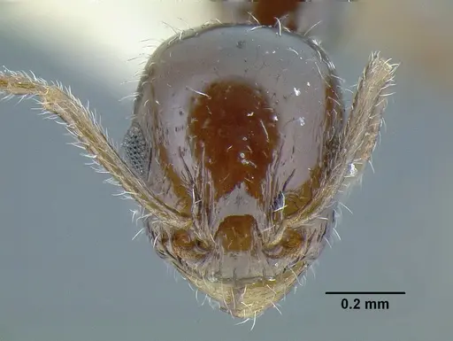 Temnothorax politus - LACMENT323200