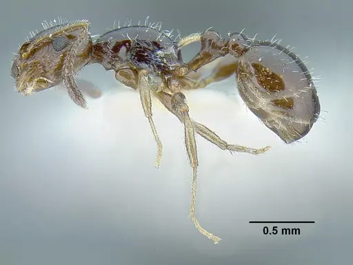Temnothorax politus - LACMENT323200