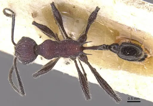 Temnothorax porphyritis specimen