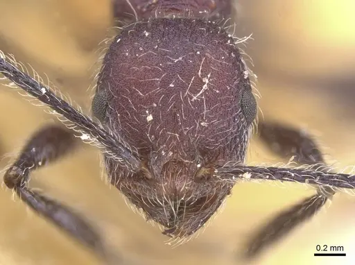 Temnothorax porphyritis specimen