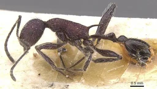 Temnothorax porphyritis specimen