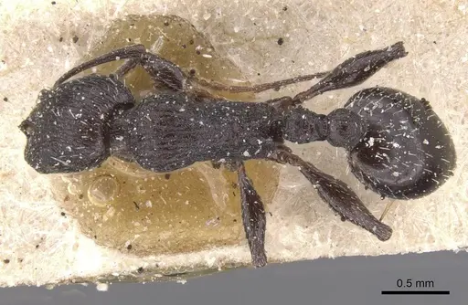 Temnothorax productus specimen