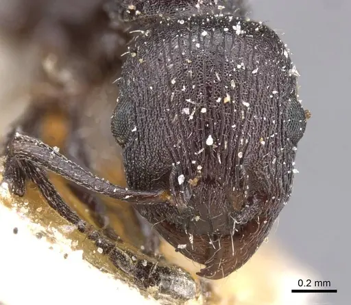 Temnothorax productus specimen