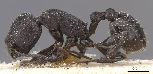 Temnothorax productus specimen
