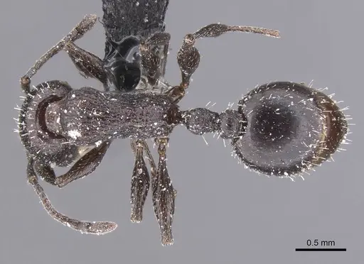 Temnothorax productus - CASENT0912916