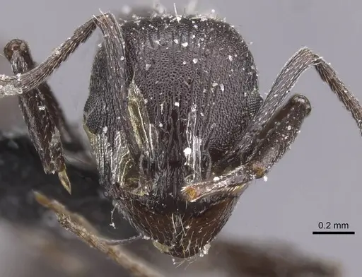 Temnothorax productus - CASENT0912916