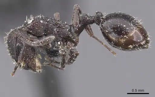 Temnothorax productus - CASENT0912916