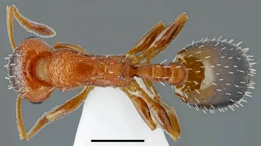 Temnothorax proteii specimen