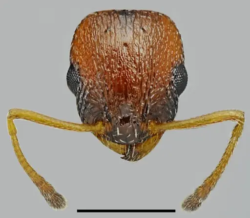 Temnothorax proteii specimen
