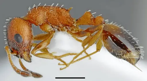 Temnothorax proteii specimen