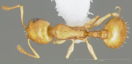 Temnothorax pseudandrei specimen