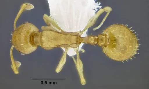 Temnothorax pseudandrei specimen