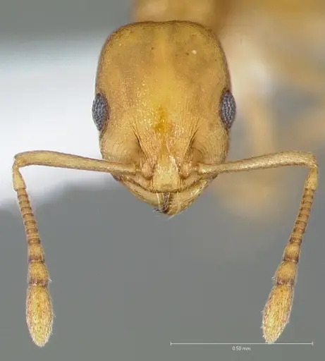 Temnothorax pseudandrei specimen