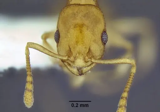 Temnothorax pseudandrei - CASENT0005693